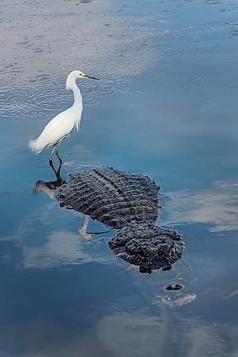Snowy egret, riding on back of American alligator. Merritt Island National Wildlife Refuge, Florida Art Print